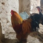 خروس،مرغ بلک,.مرغ تخمگدار،جوجه نیمچه