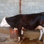 فروش گاو سیمینتال اصل