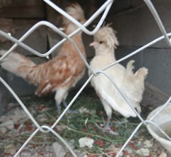 جوجه