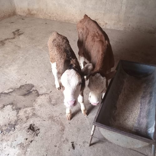 فروش گوساله