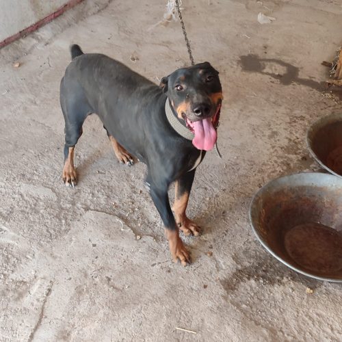 سگ برای فروش