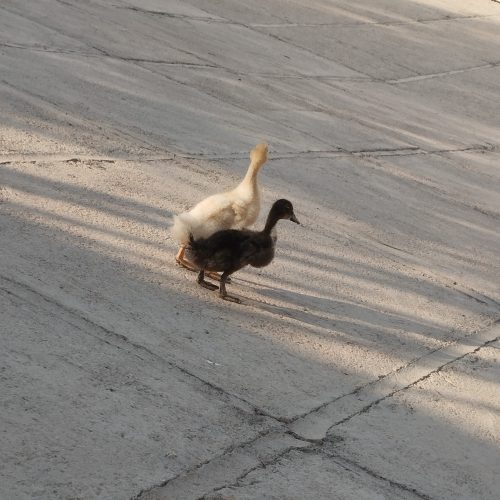 دو عدد ‌ اردک ‌و‌8تاکفتر‌