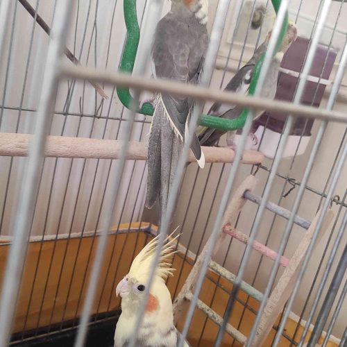 عروس هلندی فقط 480