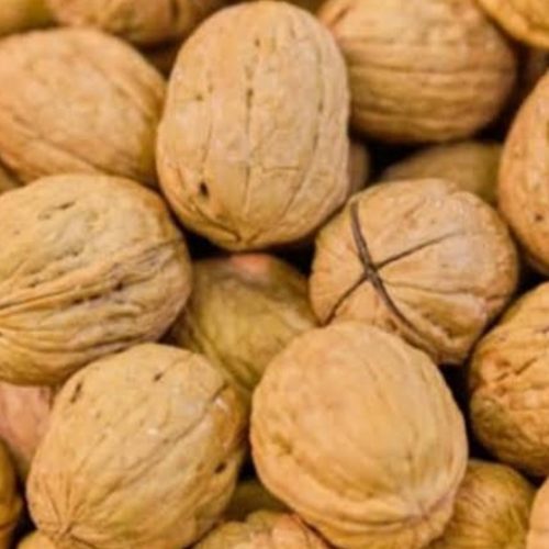 فروش گردو