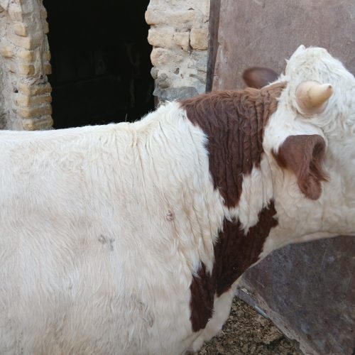 گوساله سیمینتال