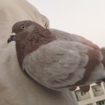 کفتر سرور مسجدی ماده به ضمانت 5 روز