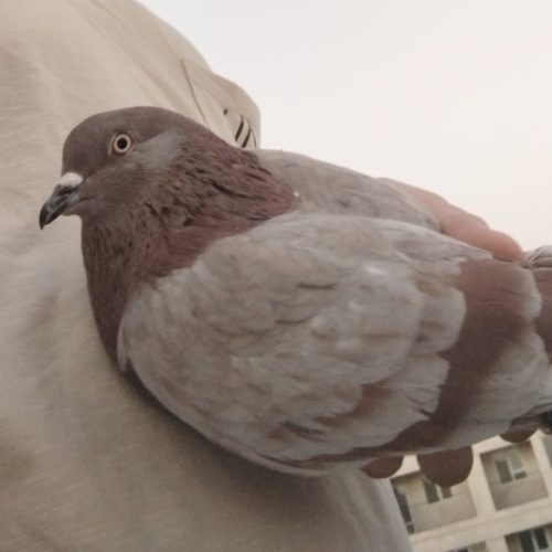 کفتر سرور مسجدی ماده به ضمانت 5 روز