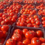 گوجه زنجان  قرمز گوشتی همه روزه دارم