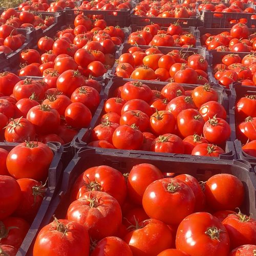 گوجه زنجان  قرمز گوشتی همه روزه دارم