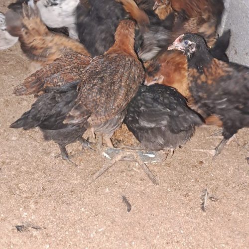 جوجه محلی گلپایگانی