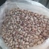 لوبیا چیتی درجه یک کشت امسال پیش رس