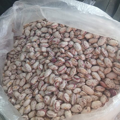 لوبیا چیتی درجه یک کشت امسال پیش رس