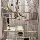 یک جفت عروس هلندی باقفس بزرگ و فول وسایل و یک تخم