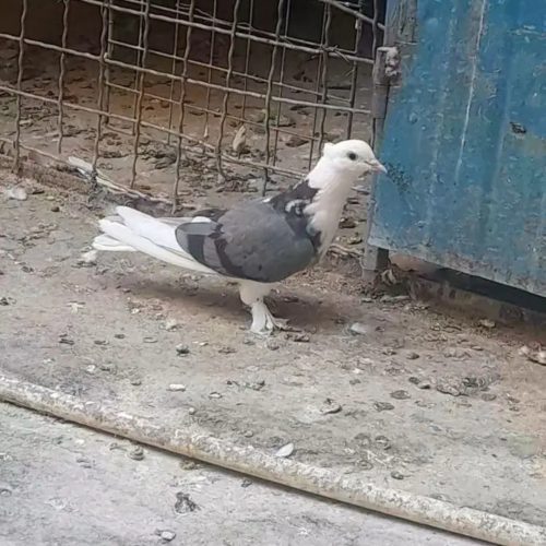 کبوتر شازده سبز ماده