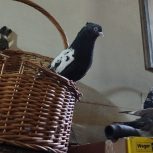 کبوتر سینه ای