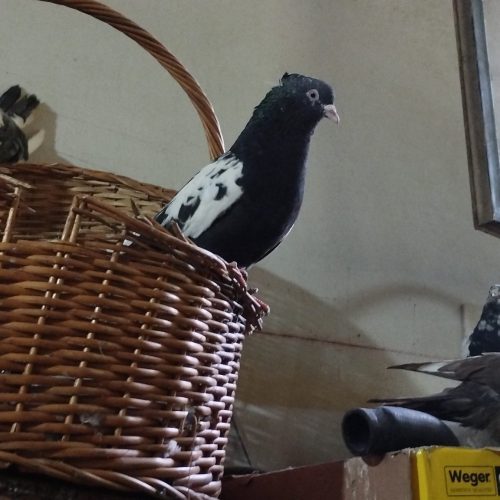 کبوتر سینه ای