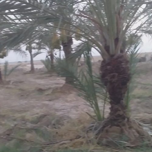 فروش زمین و باغ