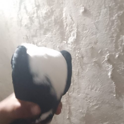 کبوتر کله سفید