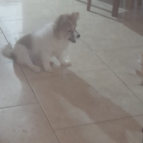 توله سگ های پارامین 2 ماهه