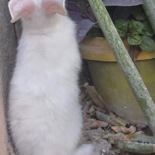 3 خرگوش قهوه‌ای چشم قهوه‌ای 2خرگوش سفید چشم قرمزی