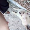 سگ پاکوتاه