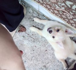 سگ پاکوتاه