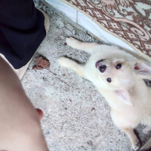 سگ پاکوتاه