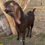 گوسفند چاق مال داری