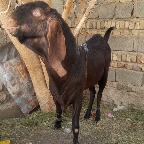 گوسفند چاق مال داری