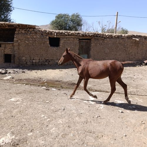 اسب نر یک ساله عرب