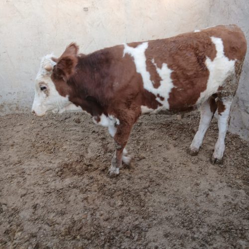 گوساله سیمینتال