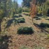 فروش یونجه چین سوم 200 پرس و چین چهارم 100 پرس