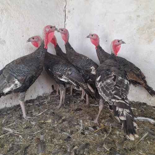 بوقلمون سیاه رسمی سالم و سرحال