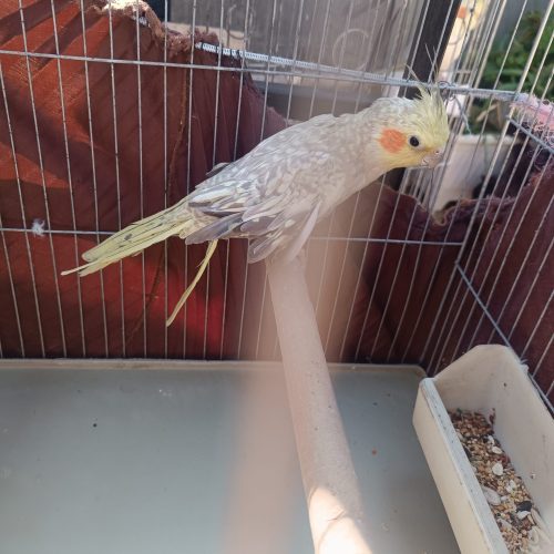 عروس‌هلندی