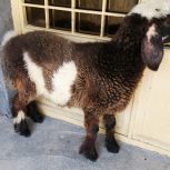 گوسفندماده