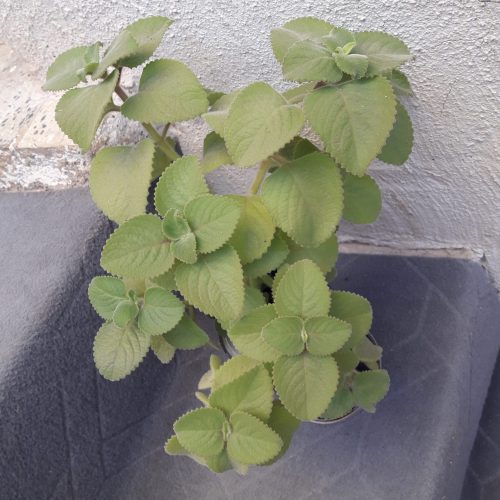 گلهای اپارتمانی