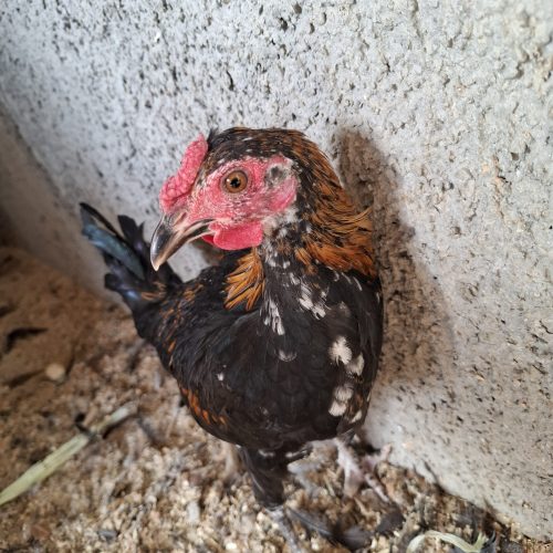 جوجه گلین نژاد عالی ریشو کاکول دار