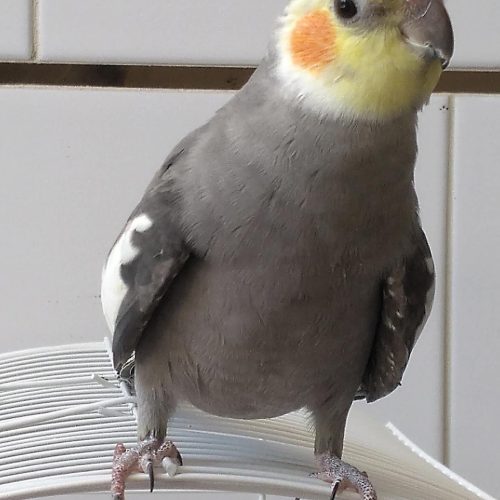 فروش عروس هلندی