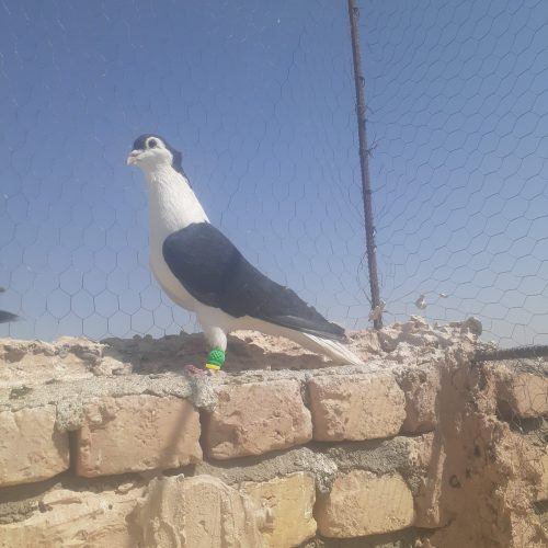 چپ سیاه کاکلی