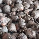 پیاز گل نرگس