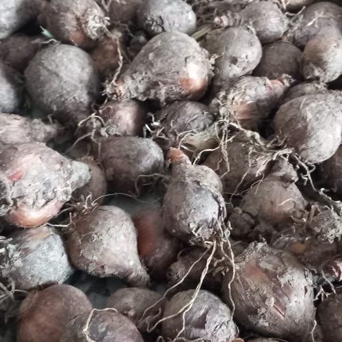 پیاز گل نرگس