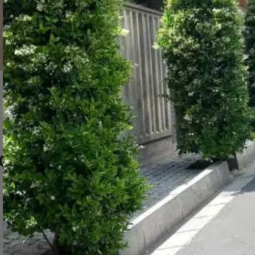 خدمات باغبانی