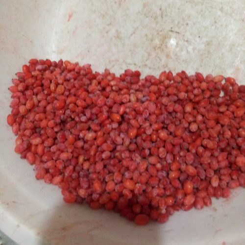 فروش زرشک تازه