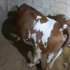 گاو خوب شیری………
