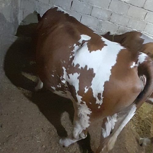 گاو خوب شیری………