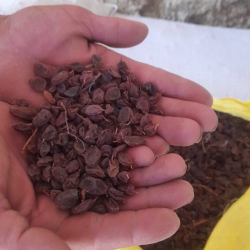 فروش مویز عسکری