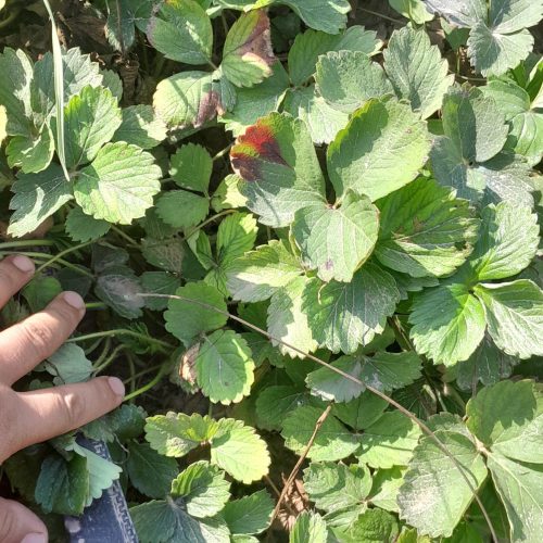 نهال توت فرنگی کاماروس 1نی