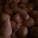 کدو حلوایی درجه یک