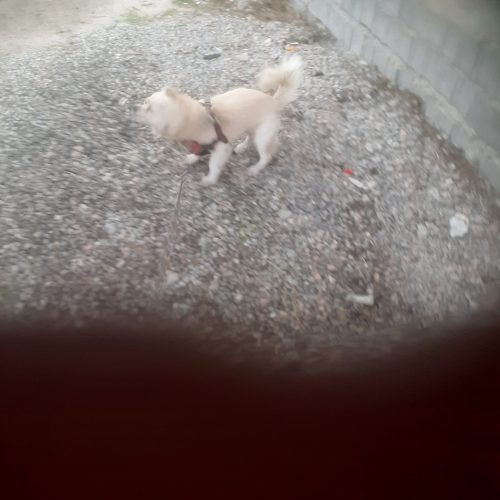 فروش یک اشپیتز