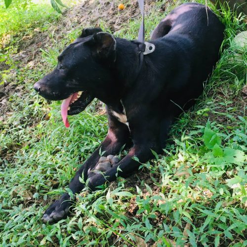 سگ سرابی 2سال نیم